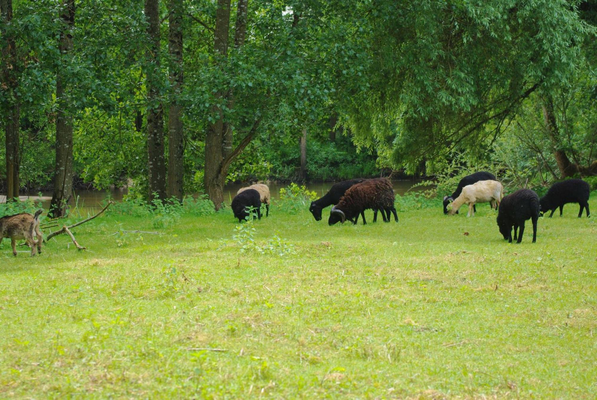 Maison d'hôtes Moulin du Bas Pesé Mont-près-Chambord Esterno foto